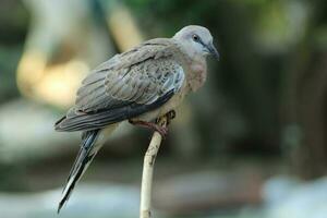 geopelia gestreept met bokeh achtergrond.in Indonesië het is gebeld burung perkutut foto