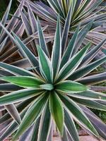 agave planten in de tuin, boven visie van agave fabriek u kan gebruik net zo een alternatief naar suiker foto