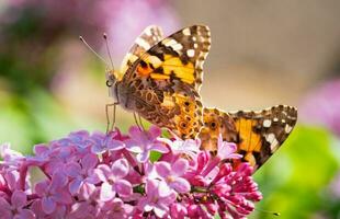 vlinder Aan roze lila bloemen foto