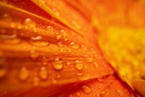 oranje kleur madeliefje gerbera bloem dichtbij omhoog foto