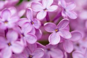 violet lila bloemen dichtbij omhoog foto