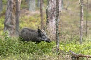 vrouwelijk wild varken in het bos tijdens het eten tussen bosbessenstruiken foto