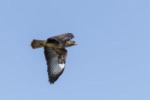 vliegende buizerd met uitgespreide vleugels tegen blauwe hemel foto