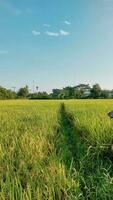 de middag zon barst naar verlichten de rijst- velden, keer bekeken van de dorp rijst- velden in de middag foto