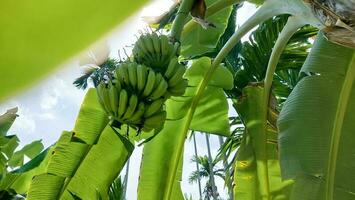 banaan boom met groen bananen foto