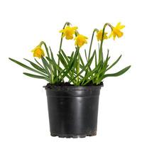kleine bloeiende gele narcissen in een plantenpot