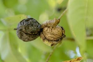 twee rijpe walnoten op de boom net voordat ze naar beneden vallen voor groene onscherpe achtergrond foto