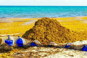 zeewier sargazo netto caraïben strand water playa del carmen Mexico. foto