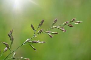 groene plant in de natuur in het voorjaar foto