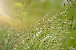 groene plant in de natuur in het voorjaar foto