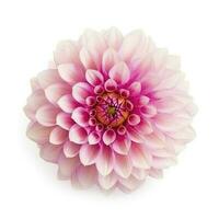 roze bloem dahlia Aan een wit achtergrond geïsoleerd met knipsel pad. detailopname. voor ontwerp. dahlia, genereren ai foto