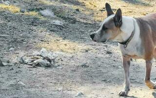 mooi vriendelijk op zoek verdwaald hond huisdier in puerto escondido Mexico. foto
