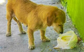 hongerig verdwaald hond eet voedsel kladjes van de straat Mexico. foto