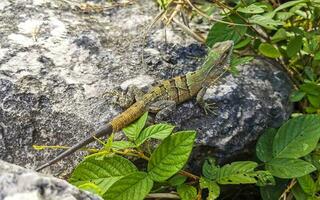 caraïben groen hagedis Aan rots grond playa del carmen Mexico. foto