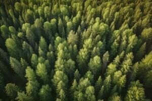 antenne top visie van zomer groen bomen in Woud in landelijk Finland, genereren ai foto