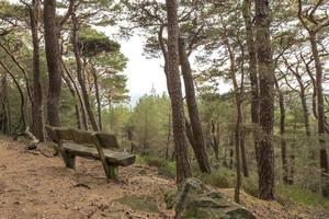 oude houten bank staat onder naaldbomen op een heuvel met uitzicht op een vallei