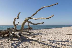 oude boomwortel is verweerd op een strand met uitzicht op de zee foto