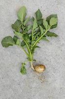 complete jonge aardappelplant met knol en bladeren op betonnen vloer foto