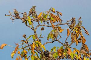 veel spreeuwen zitten op een walnotenboom met herfstbladeren en blauwe lucht foto