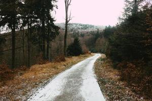 weg omgeven door bomen overdag foto