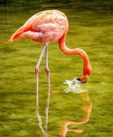 close-up van flamingo foto