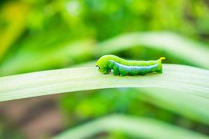 groene worm op het blad foto