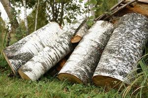 berken logboeken brandhoutreserves foto