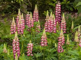 roze en witte lupinen die in een tuin bloeien foto