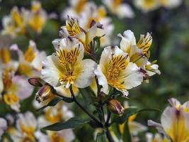 mooie alstroemeria peruaanse lelie bloemen variëteit aimi foto