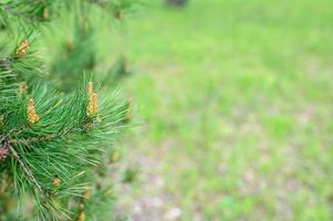 dennen bloei kegels boom fir tak groeien bos natuur foto