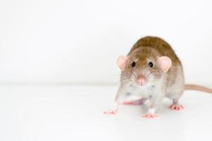 rat huisdier muis foto