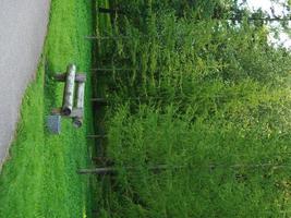 houten bankje in een park met groene lariksen foto