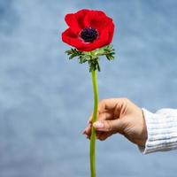 vrouw met rode papaver rhoeas gemeenschappelijke papaverbloem foto