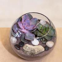 mooi terrarium met rotszand van cactusbloem in het glas foto
