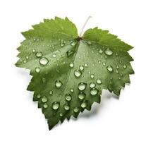 groen groen blad met water druppels geïsoleerd Aan wit achtergrond, genereren ai foto