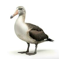 albatros geïsoleerd Aan wit achtergrond, genereren ai foto
