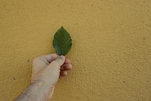 hand met een blad foto