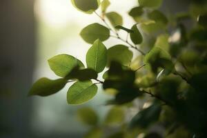 dichtbij omhoog van natuur visie groen blad Aan wazig groen achtergrond onder zonlicht met bokeh en kopiëren ruimte gebruik makend van net zo achtergrond natuurlijk planten landschap, ecologie behang of omslag, genereren ai foto