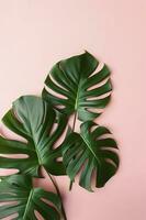 mooi tropisch palm monstera bladeren Afdeling geïsoleerd Aan helder roze achtergrond, top visie, vlak leggen, overhead bovenstaand zomer schoonheid blanco ontwerp concept , genereren ai foto