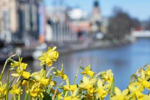 gele narcis tegen een wazige rivier op achtergrond foto