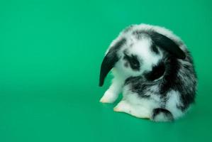 schattig konijntje met een groene achtergrond, concept van Pasen vakantie foto