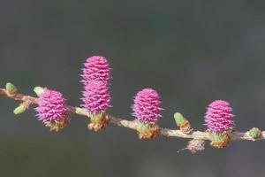 jonge ovulatie en stuifmeelkegels van lariksboom in het voorjaar foto