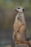 portret van meerkat foto