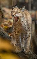 Euraziatische lynx in de herfst foto