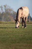 paard in de weide foto