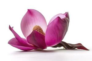 roze magnolia Aan transparant achtergrond , genereren ai foto