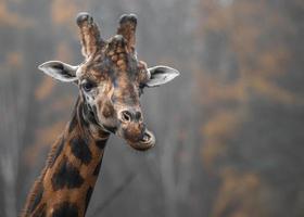noordelijke giraffe close-up
