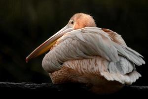 grote witte pelikaan