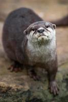 Aziatische kleine klauwde otter foto