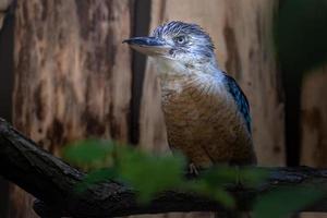 blauw gevleugelde kookaburra foto